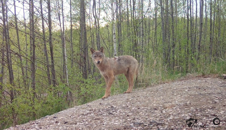Vlkům se v Libereckém kraji daří. Přírůstky hlásí v Lužických horách i na Frýdlantsku
