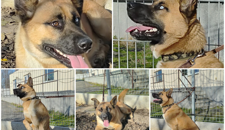 HLEDÁME PÁNÍČKA: Akční štěně Olaf bude oddaným parťákem. Našli ho na ulici