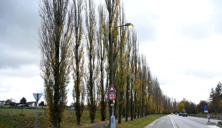 Písek dnes začne kácet starou topolovou alej, na jaře tam vysadí duby