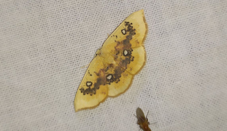 Ostravská zoo při dvouletém průzkumu v areálu objevila 35 druhů nočních motýlů