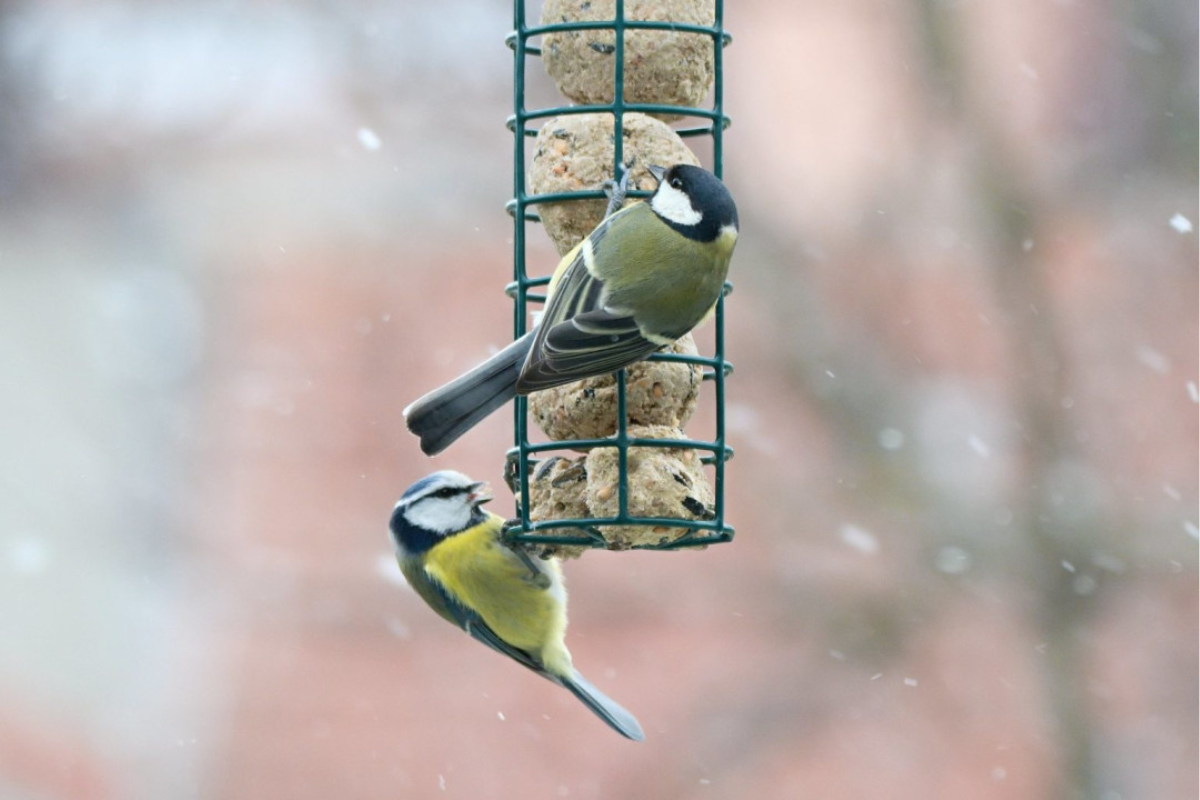 Jak v zimě správně přikrmovat ptáky? Pomozte jim, ale s rozumem