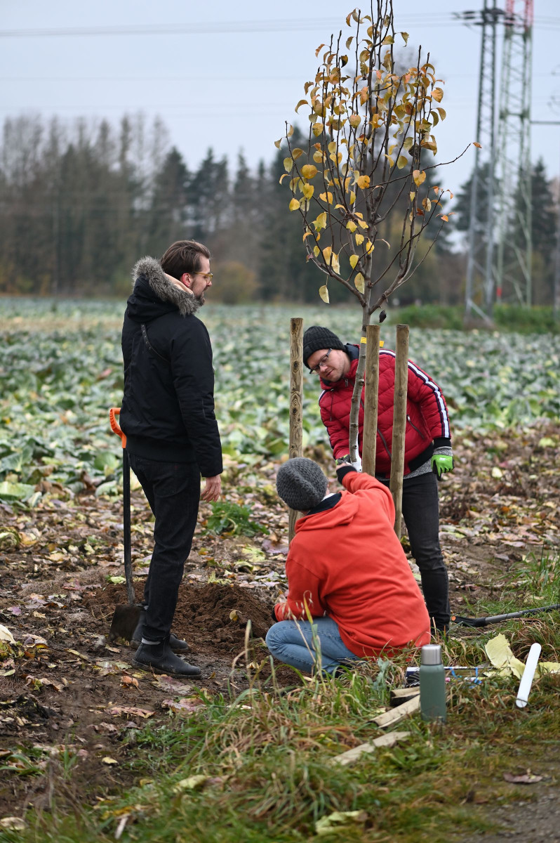 Muzikáloví herci vysázeli na břehu řeky Mže novou alej z ovocných stromů