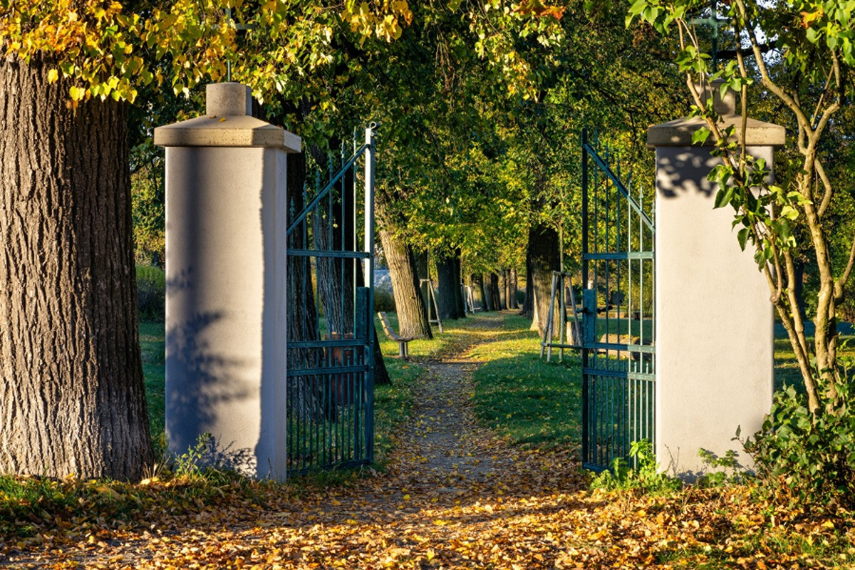 Lípy nebo platany? Pět jihomoravských stromořadí bojuje o titul Alej roku