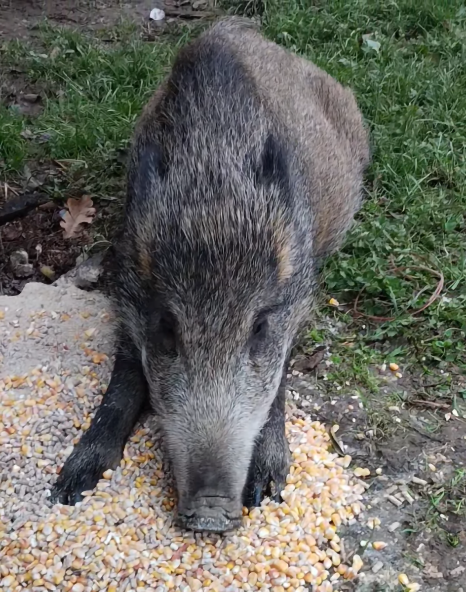 Bachyně Andulka hvězdou na sítích. V záchranné stanici Pateřín si rozumí se psy i dětmi