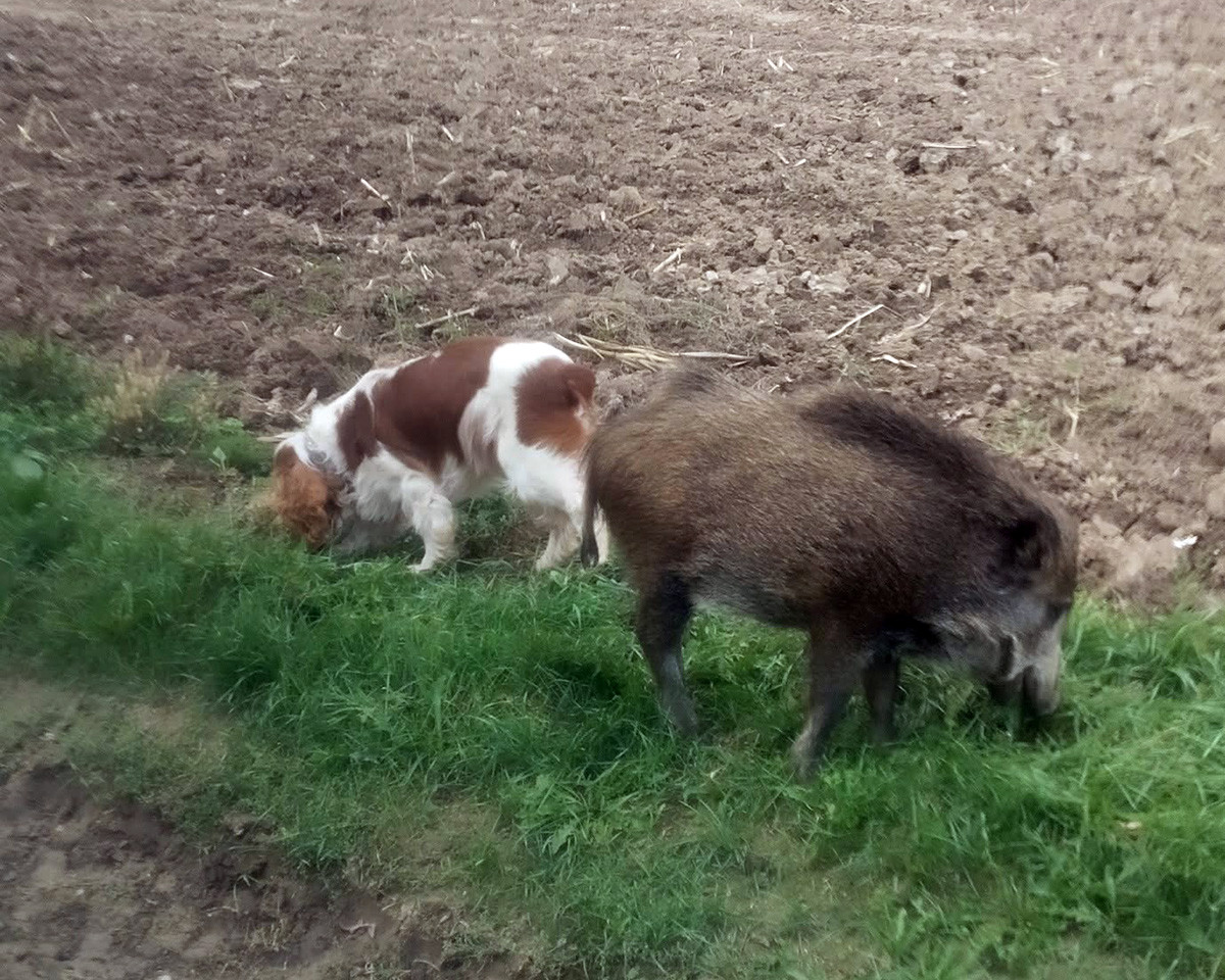 VIDEO: Bachyňka Andulka hvězdou na sítích. V záchranné stanici Pateřín si rozumí se psy i dětmi