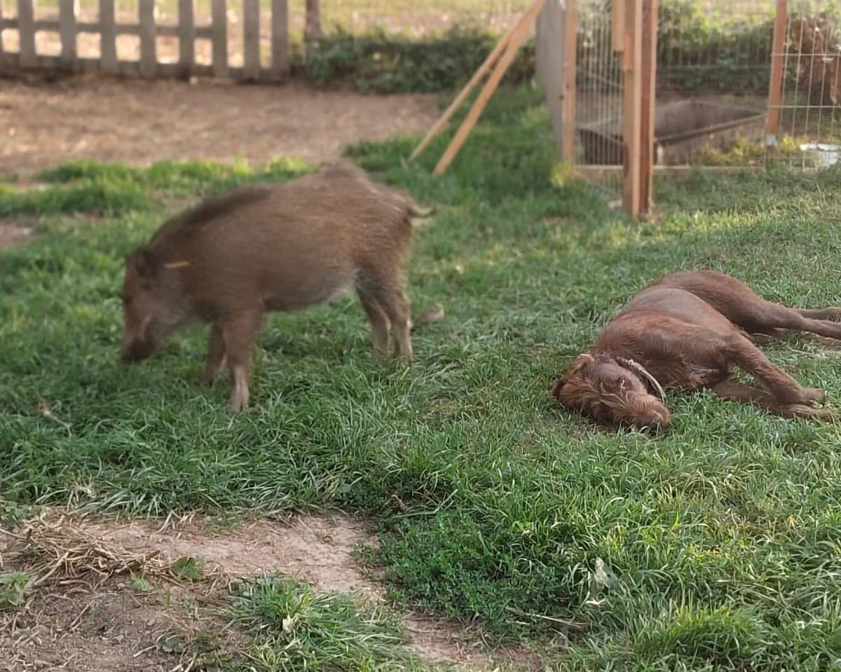 VIDEO: Bachyňka Andulka hvězdou na sítích. V záchranné stanici Pateřín si rozumí se psy i dětmi