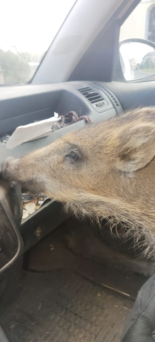 VIDEO: Bachyňka Andulka hvězdou na sítích. V záchranné stanici Pateřín si rozumí se psy i dětmi