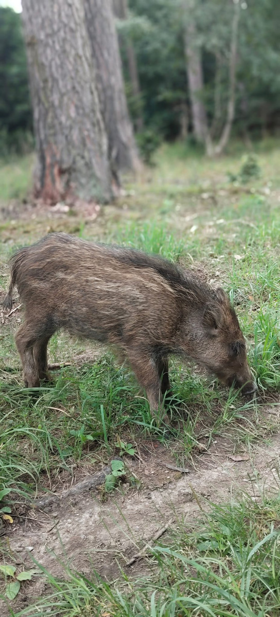 VIDEO: Bachyňka Andulka hvězdou na sítích. V záchranné stanici Pateřín si rozumí se psy i dětmi