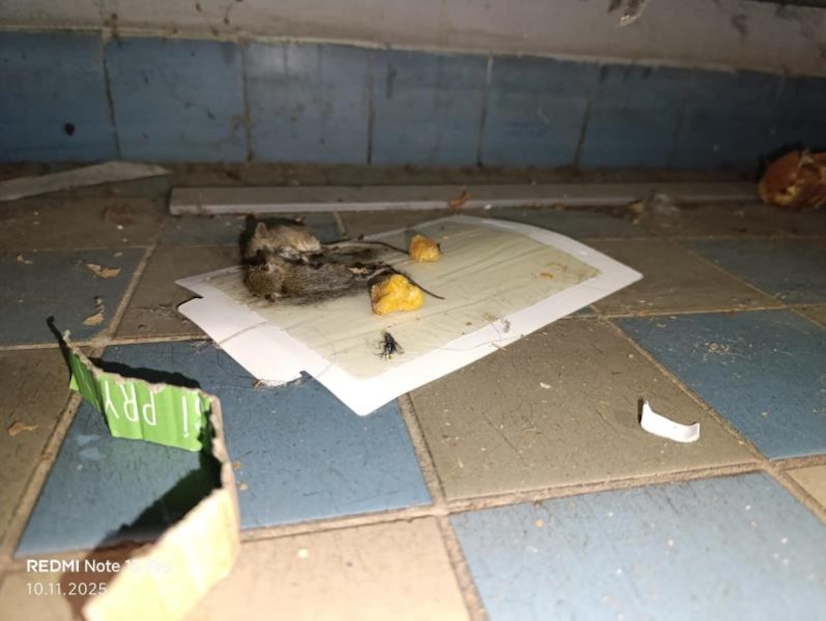 Inspekce uzavřela prodejnu v Táboře kvůli hlodavcům a špíně