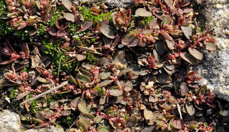 Nenápadný pryšec překvapil botaniky. V Podyjí našli další nový rostlinný druh