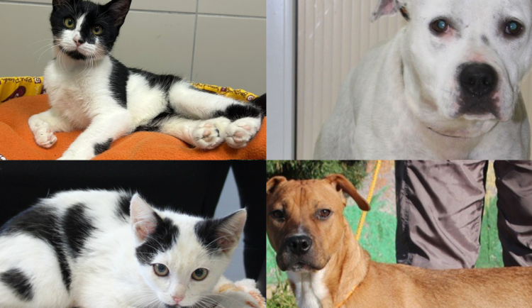 HLEDÁME PÁNÍČKA: Čtyři zvířecí přátelé čekají, až si jich někdo všimne