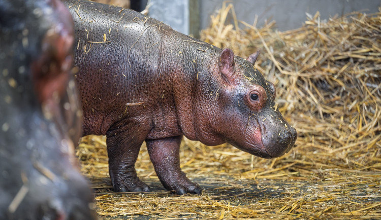V zoo Dvůr Králové se narodili hroch a mládě ohrožené žirafy Rothschildovy