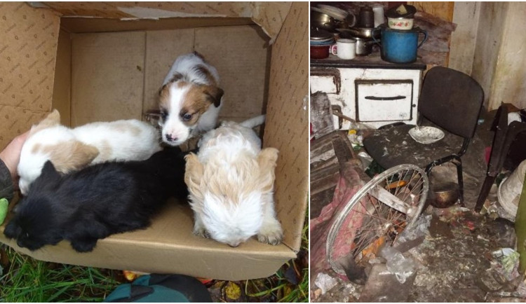 V šílených podmínkách přežívalo šest psů, štěňata ani neměla přístup denního světla