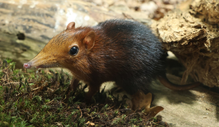 První rok chovu a hned mládě, myškám s chobůtkem se v Plzni zalíbilo