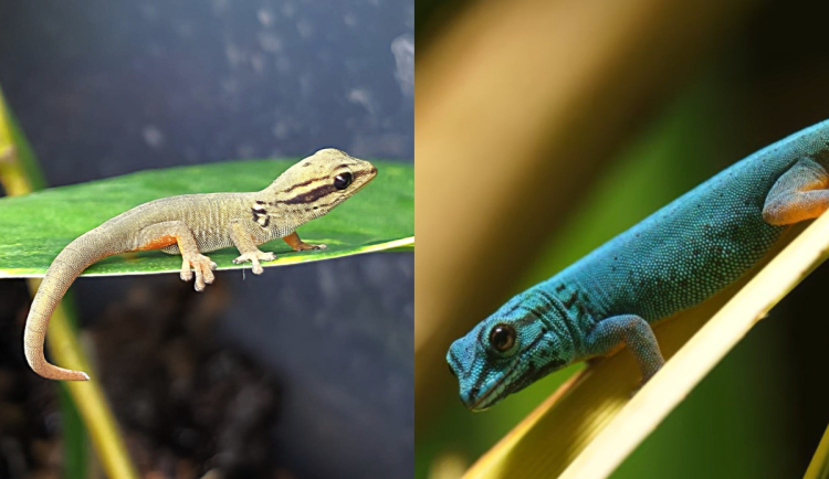 VIDEO: Podívejte se na mláďata kriticky ohrožených gekonů modrých v Zoo Ostrava