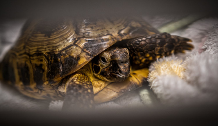 Na jablonecké veterině potkáte nejen psi a kočky, ale i ježka, papouška či želvu