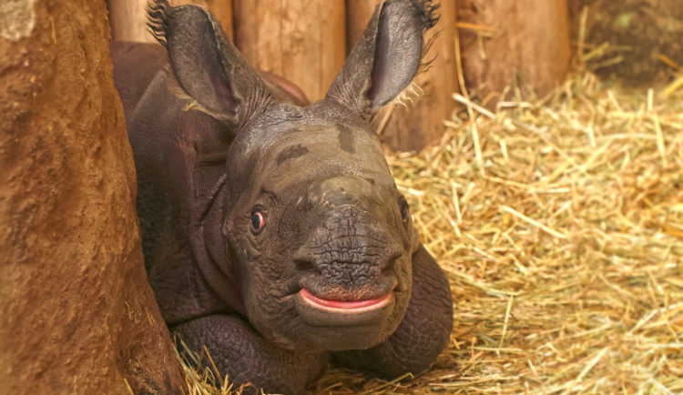 Měsíc po smrti otce se v zoo narodil samec nosorožce, zahrada ho plánuje ukázat na Vánoce