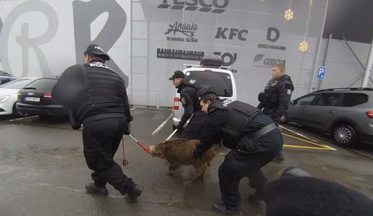 Divoké prase pobíhalo po nákupním centru mezi zákazníky a způsobilo pořádný poprask