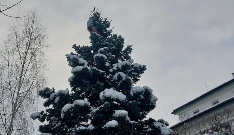 Muž se kolem půlnoci svlékl a vylezl na strom v centru Jihlavy. Pomoci se bránil