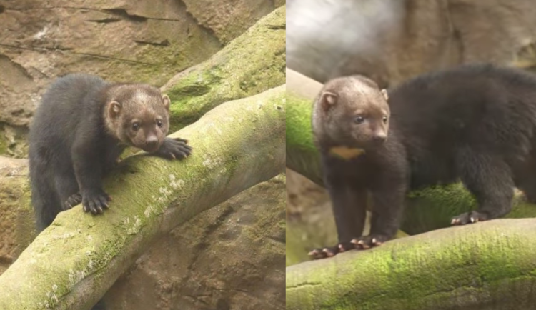 VIDEO: V ostravské zoo se povedl vzácný odchov lasicovité šelmy tayra