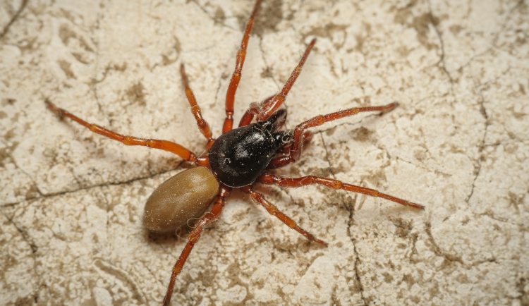 Na Petříně vědci objevili nový druh pavouka. Rozmnožuje se bez samců