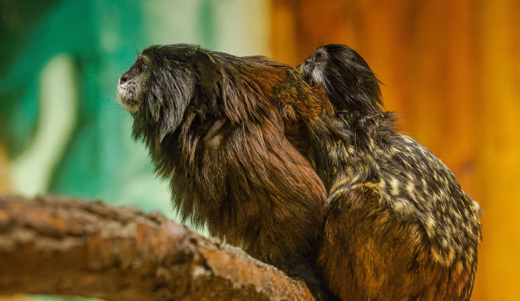V Hodoníně se narodila dvojčata tamarínů. S péčí rodičům pomáhá i starší brácha