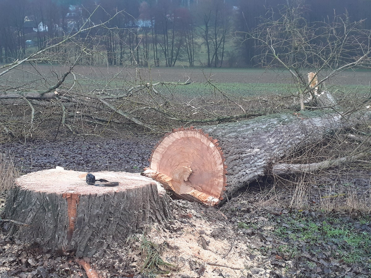 Lidé v Českém ráji kritizují kácení stromů u silnic, podle silničářů bylo nutné