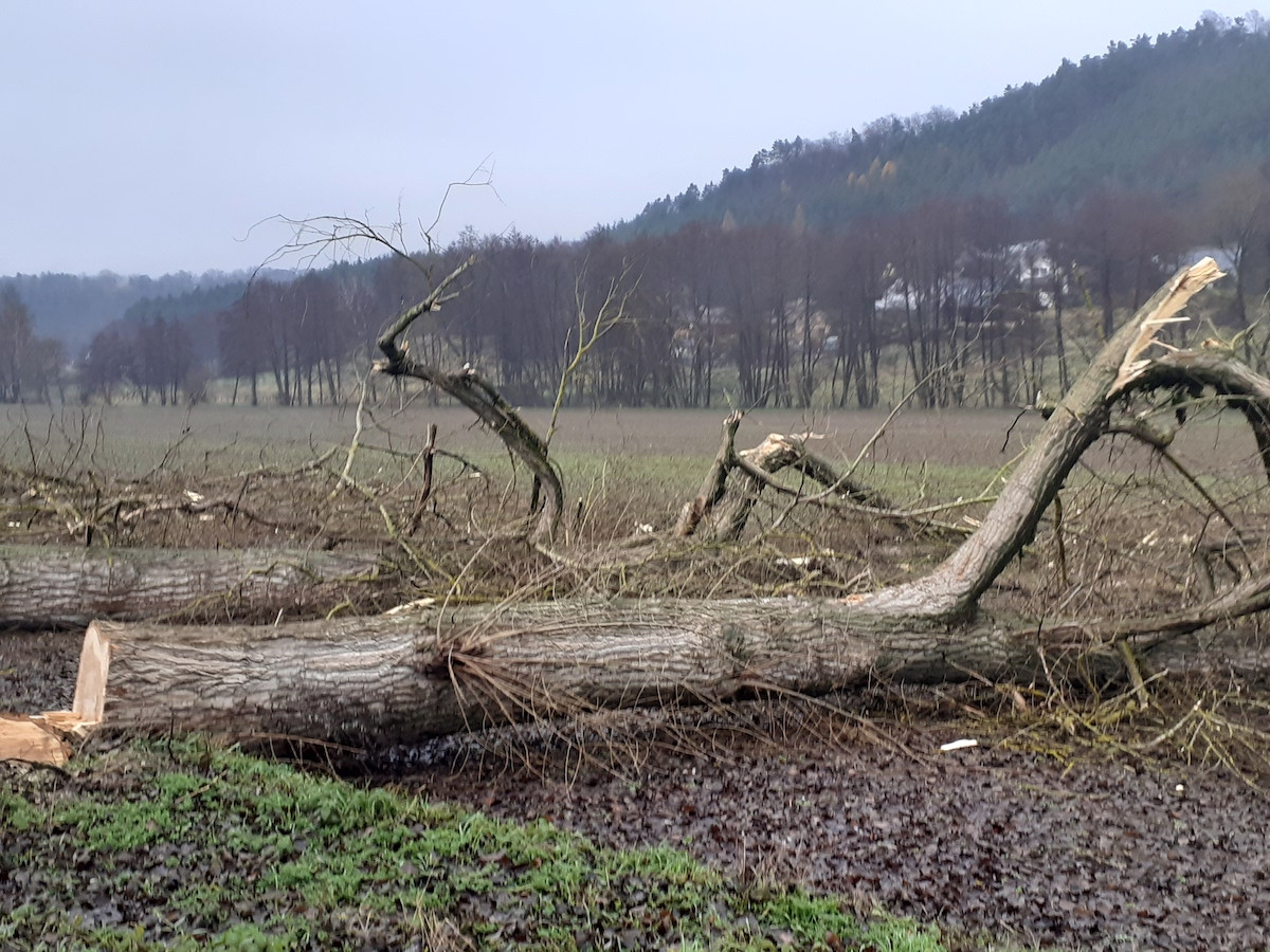 Lidé v Českém ráji kritizují kácení stromů u silnic, podle silničářů bylo nutné