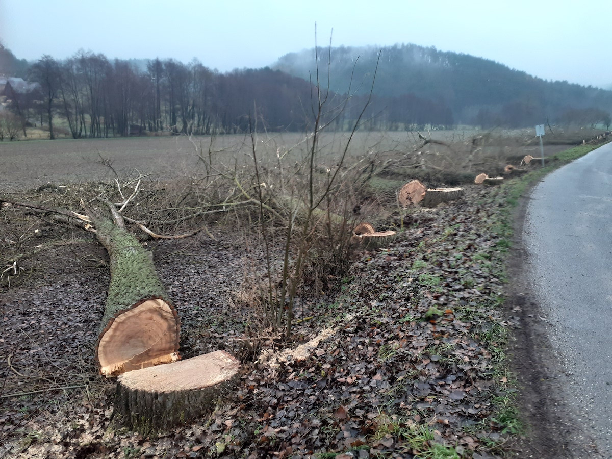 Lidé v Českém ráji kritizují kácení stromů u silnic, podle silničářů bylo nutné