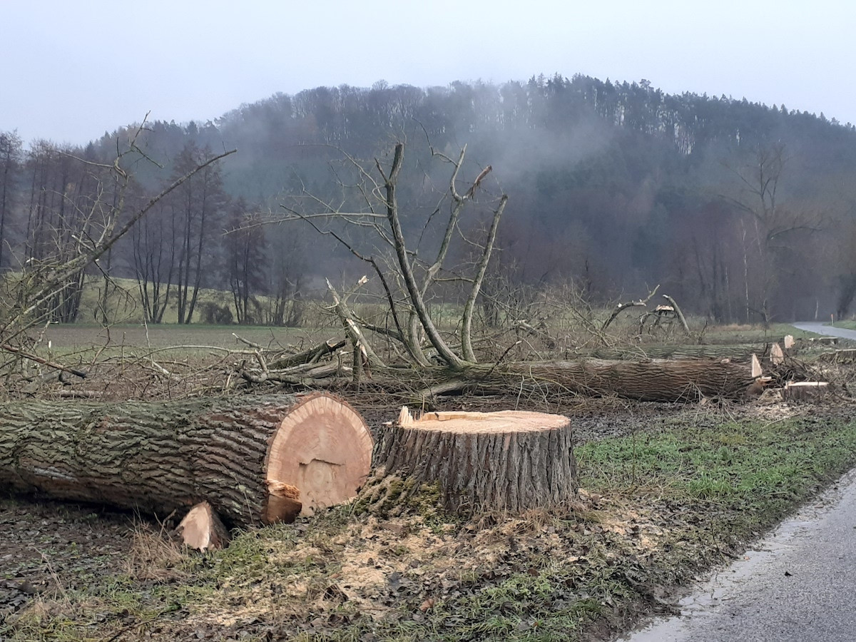 Lidé v Českém ráji kritizují kácení stromů u silnic, podle silničářů bylo nutné