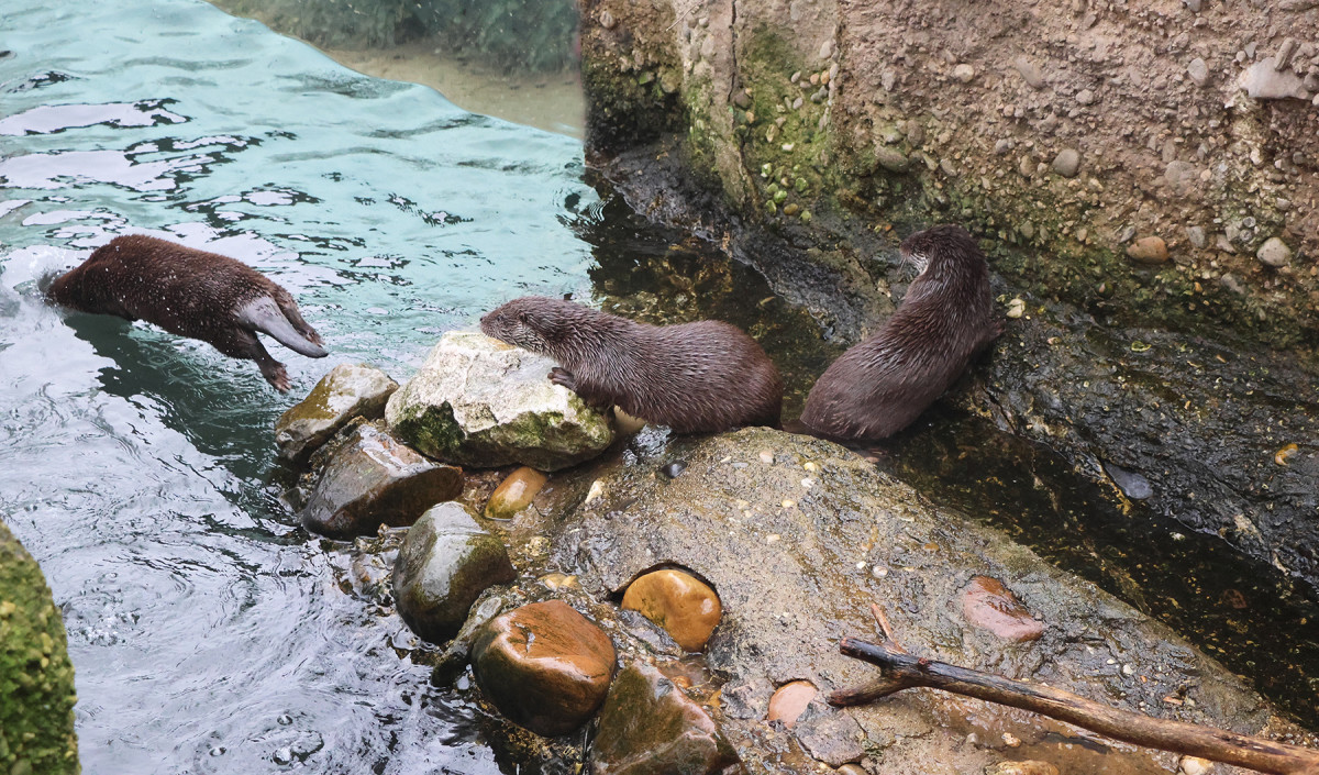 Novými hvězdami zoo jsou rozkošné vydří slečny. Dostaly jména Matylda a Klotylda
