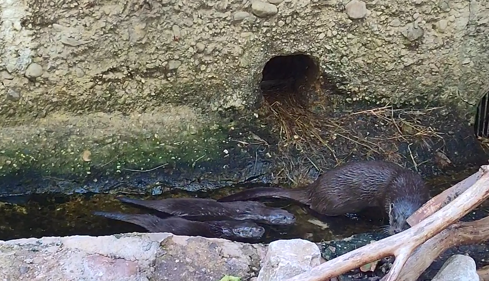 Novými hvězdami zoo jsou rozkošné vydří slečny. Dostaly jména Matylda a Klotylda
