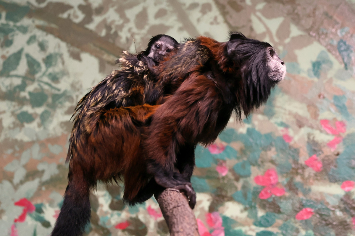 V Hodoníně se narodila dvojčata tamarínů. S péčí rodičům pomáhá i starší brácha