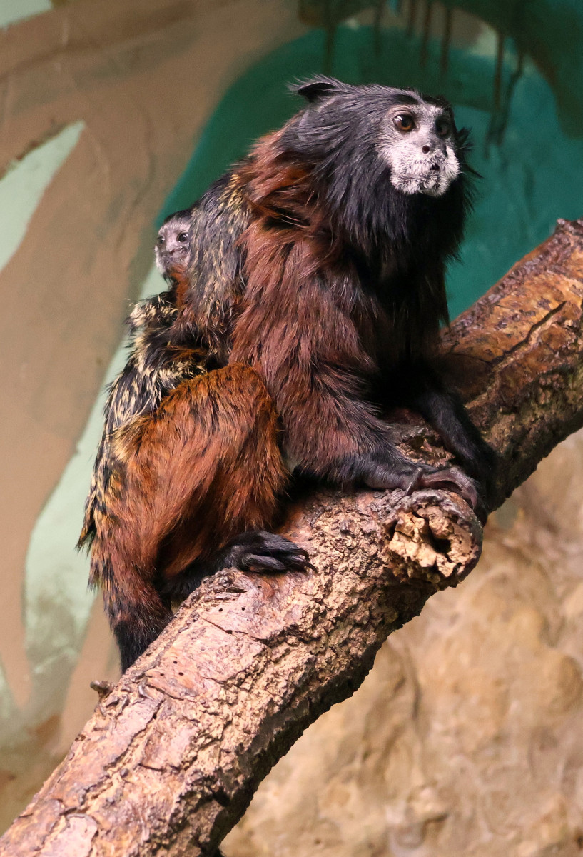 V Hodoníně se narodila dvojčata tamarínů. S péčí rodičům pomáhá i starší brácha