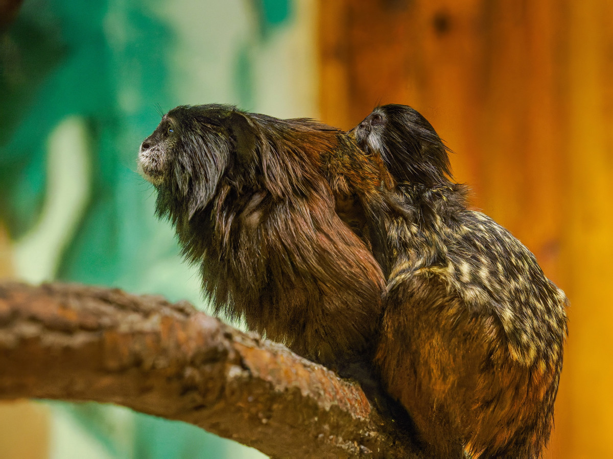 V Hodoníně se narodila dvojčata tamarínů. S péčí rodičům pomáhá i starší brácha