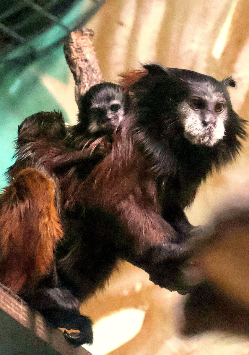 V Hodoníně se narodila dvojčata tamarínů. S péčí rodičům pomáhá i starší brácha