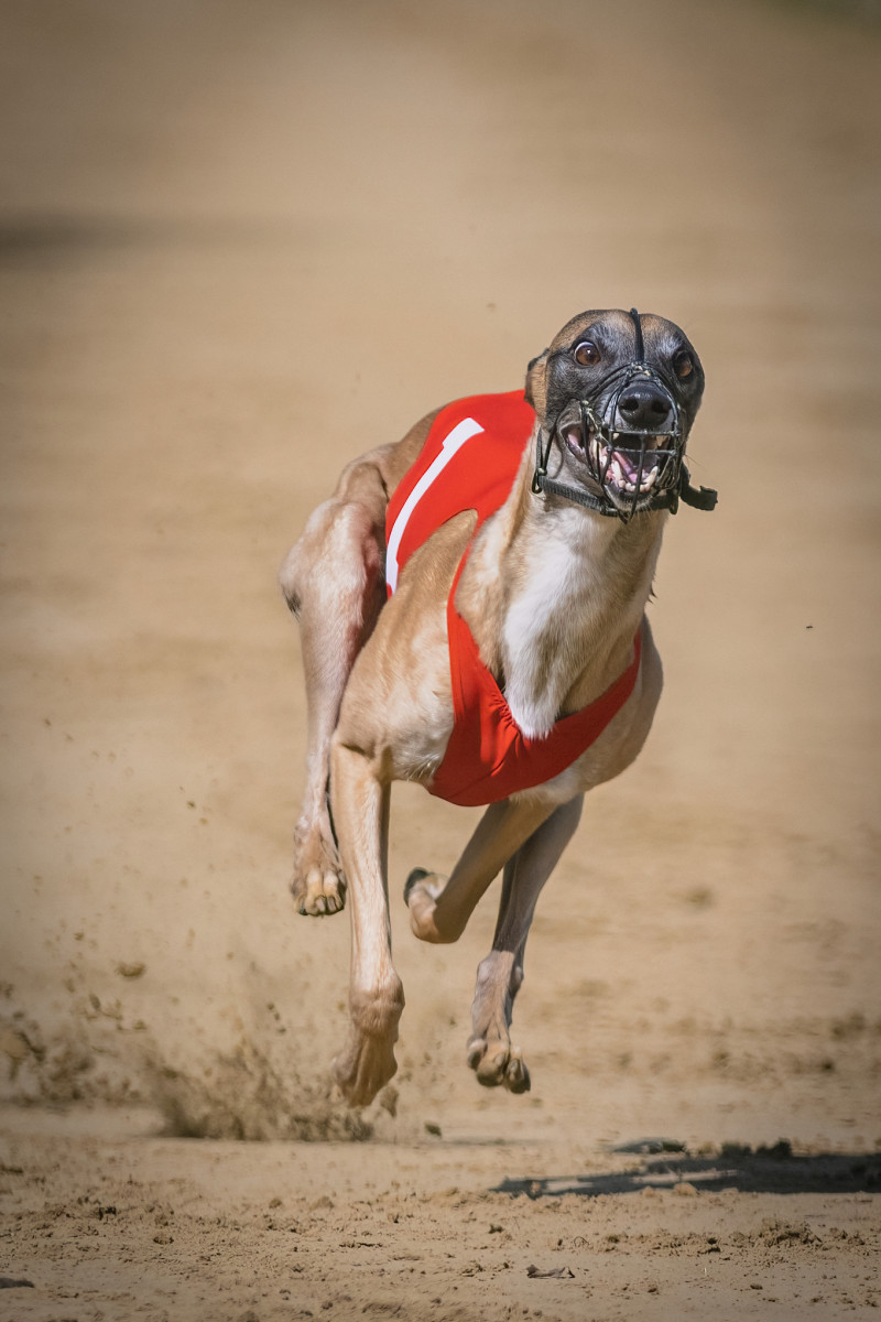 Bianca Brechwald-Walk