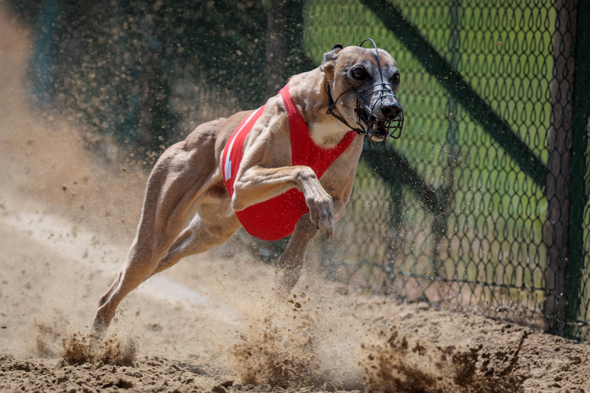 All rights reserved.Email info@hunde-fotokunst.de fordetails.