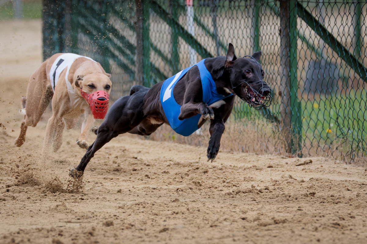 All rights reserved.Email info@hunde-fotokunst.de fordetails.