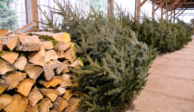 Last minute vánočních stromků, hradecké Městské lesy spouští výprodej