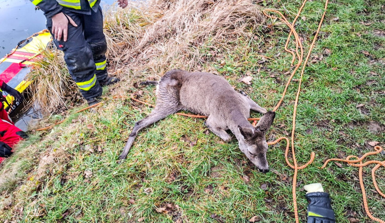 Led nad ránem uvěznil srnku na rybníku v Jeseníku. Zachránili ji hasiči