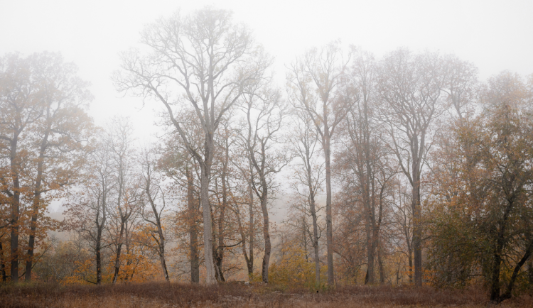 Během víkendu se budou teploty držet nad nulou. Řidiče potrápí mlha