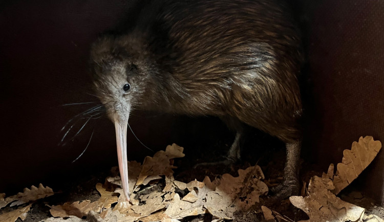 Kivi už nebude v zoo sám, společnost mu bude dělat mladá samička