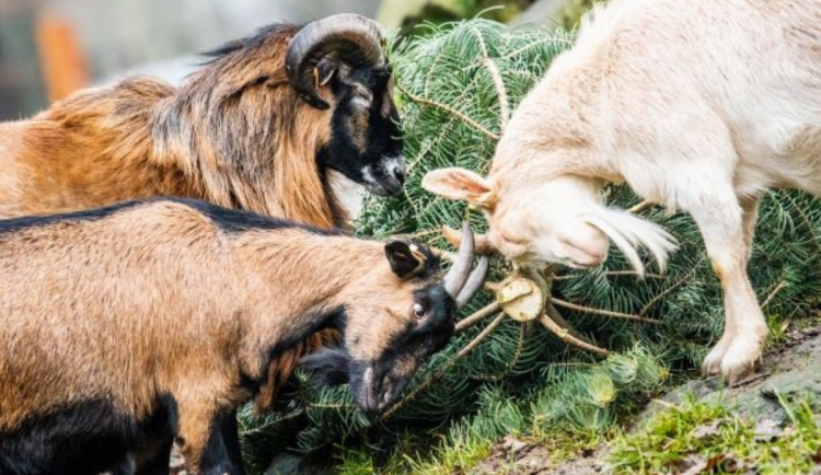 VIDEO: Neprodejné vánoční stromky nekončí v koši, pochutnají si na nich velbloudi i vikuně