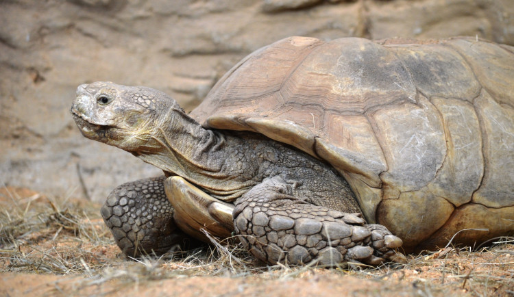 Želvy a motýli dostanou nový domov. Zoo chystá Seychelský skleník za 25 milionů