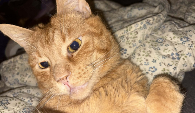 Silvestrovský hluk trápí zvířata. Jak jim pomoci přečkat děsivou noc?