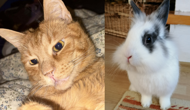 Silvestrovský hluk trápí zvířata. Jak jim pomoci přečkat děsivou noc?