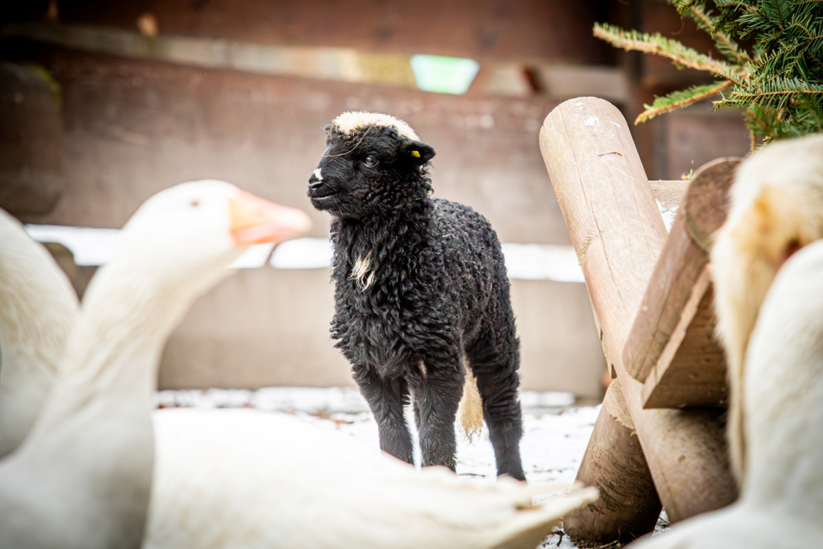 VIDEO: Zimní překvapení v Zoo Ostrava, narodilo se tam pět tmavých jehňat valašek