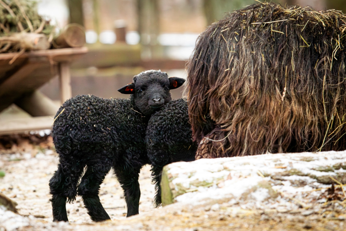 VIDEO: Zimní překvapení v Zoo Ostrava, narodilo se tam pět tmavých jehňat valašek