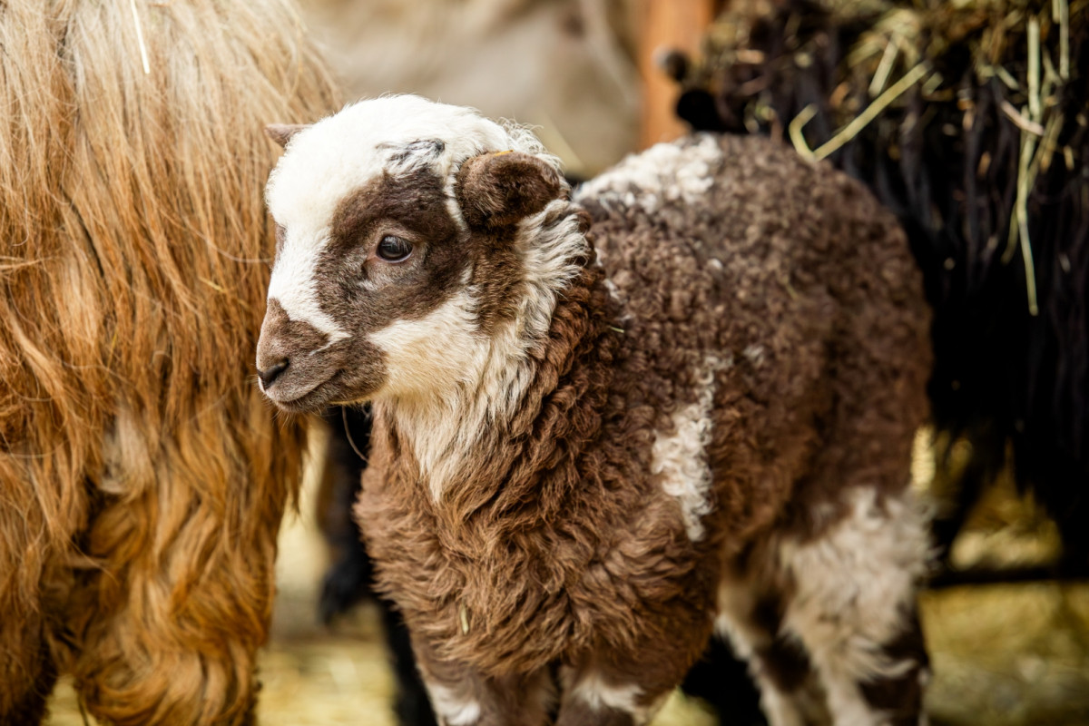 VIDEO: Zimní překvapení v Zoo Ostrava, narodilo se tam pět tmavých jehňat valašek